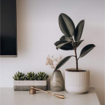 How to take care of your indoor plants