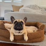 How to Keep Your Dogs Bed Clean - Nest Cleaning Brisbane