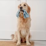 House Cleaning Tips for Pet Owners - Nest Cleaning Brisbane