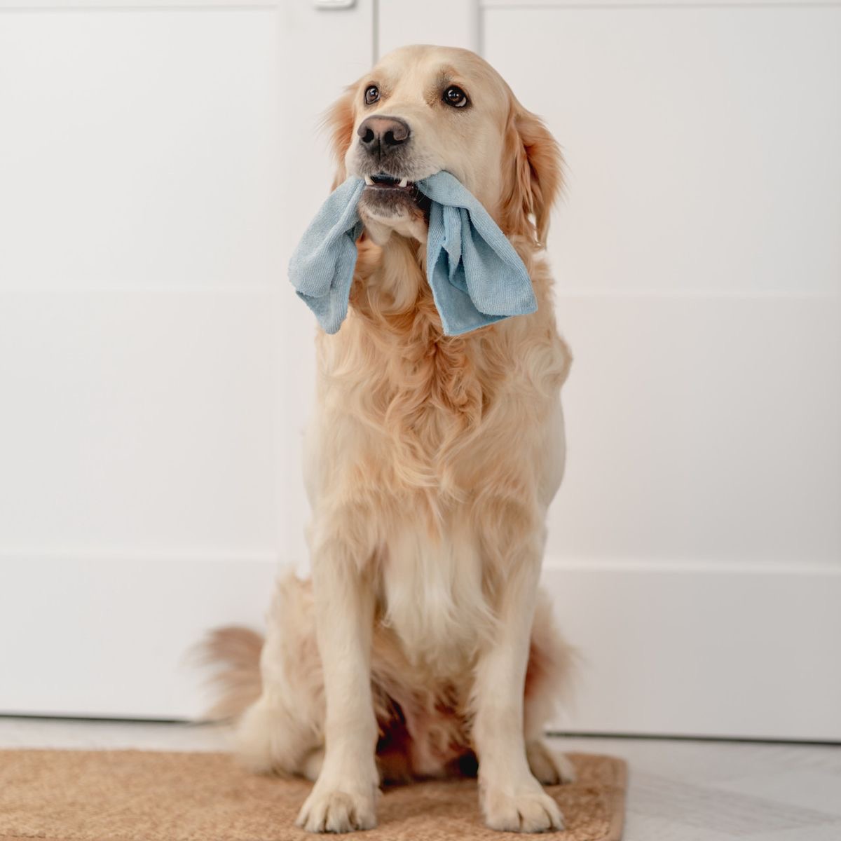 House Cleaning Tips For Pet Owners Nest Cleaning Brisbane house-cleaning-tips-for-pet-owners-nest-cleaning-brisbane